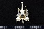 Red throated Loon (Cervical Vertebrae 3 (Axial) - Caudal)