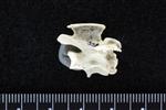 Red throated Loon (Thoracic Vertebrae 1 (Axial) - Right)