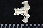 Red throated Loon (Thoracic Vertebrae 1 (Axial) - Dorsal)