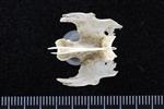 Red throated Loon (Thoracic Vertebrae Middle (Axial) - Dorsal)