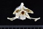 Red throated Loon (Thoracic Vertebrae Last (Penultimate) (Axial) - Cranial)