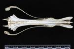 Red throated Loon (Caudal Vertebrae 1 (Axial) - Dorsal)