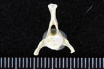Red throated Loon (Caudal Vertebrae Middle (Axial) - Cranial)