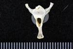 Red throated Loon (Caudal Vertebrae Middle (Axial) - Caudal)