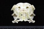 Thick-Billed Murre (Cranium (Axial) - Cranial)