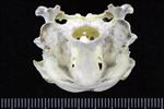 Thick-Billed Murre (Cranium (Axial) - Caudal)