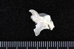 Thick-Billed Murre (Cervical Vertebrae 1 - Atlas (Axial) - Right)