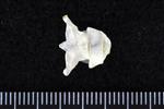 Thick-Billed Murre (Cervical Vertebrae 1 - Atlas (Axial) - Dorsal)
