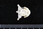 Thick-Billed Murre (Cervical Vertebrae 1 - Atlas (Axial) - Ventral)