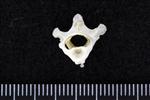 Thick-Billed Murre (Cervical Vertebrae 2 - Axis (Axial) - Cranial)