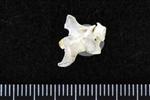 Thick-Billed Murre (Cervical Vertebrae 2 - Axis (Axial) - Left)