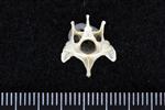 Thick-Billed Murre (Cervical Vertebrae 3 (Axial) - Caudal)