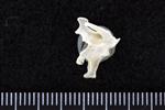 Thick-Billed Murre (Cervical Vertebrae 3 (Axial) - Left)