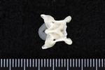 Thick-Billed Murre (Cervical Vertebrae 3 (Axial) - Ventral)