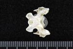 Thick-Billed Murre (Cervical Vertebrae Last (Axial) - Dorsal)