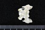 Thick-Billed Murre (Cervical Vertebrae Last (Axial) - Ventral)