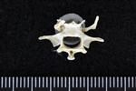 Thick-Billed Murre (Thoracic Vertebrae 1 (Axial) - Caudal)