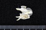 Thick-Billed Murre (Thoracic Vertebrae 1 (Axial) - Right)