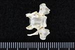 Thick-Billed Murre (Thoracic Vertebrae 1 (Axial) - Ventral)