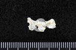 Thick-Billed Murre (Caudal Vertebrae 1 (Axial) - Left)