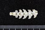 Thick-Billed Murre (Caudal Vertebrae Middle (Axial) - Dorsal)