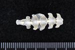 Thick-Billed Murre (Caudal Vertebrae Middle (Axial) - Ventral)