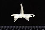 Thick-Billed Murre (Sternum (Keel) (Axial) - Caudal)
