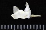 Thick-Billed Murre (Coracoid (Left) - Proximal)