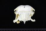 Northern Gannet (Cranium (Axial) - Cranial)