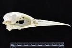 Northern Gannet (Cranium (Axial) - Right)