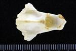 Northern Gannet (Cervical Vertebrae 2 - Axis (Axial) - Dorsal)