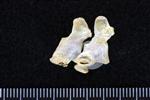 Northern Gannet (Caudal Vertebrae Middle (Axial) - Right)