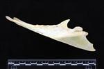Northern Gannet (Sternum (Keel) (Axial) - Right)