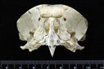 Great Horned Owl (Cranium (Axial) - Cranial)