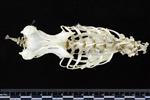 Great Horned Owl (Thoracic Vertebrae Middle (Axial) - Dorsal)