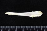 Great Horned Owl (Coracoid (Left) - Lateral)
