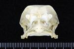 Sharp Tailed Grouse (Cranium (Axial) - Cranial)