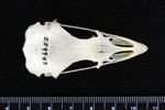 Sharp Tailed Grouse (Cranium (Axial) - Dorsal)