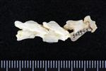 Sharp Tailed Grouse (Cervical Vertebrae 1 - Atlas (Axial) - Right)
