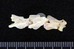 Sharp Tailed Grouse (Cervical Vertebrae 2 - Axis (Axial) - Left)
