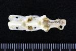 Sharp Tailed Grouse (Cervical Vertebrae 3 (Axial) - Ventral)