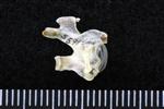 Sharp Tailed Grouse (Cervical Vertebrae Last (Axial) - Right)