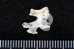 Sharp Tailed Grouse (Cervical Vertebrae Last (Axial) - Left)