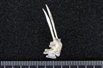 Sharp Tailed Grouse (Thoracic Vertebrae 1 (Axial) - Left)