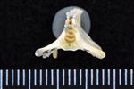 Sharp Tailed Grouse (Caudal Vertebrae 1 (Axial) - Cranial)