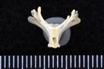 Sharp Tailed Grouse (Caudal Vertebrae 1 (Axial) - Caudal)