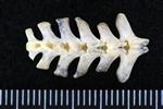 Sharp Tailed Grouse (Caudal Vertebrae 1 (Axial) - Dorsal)