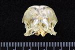 Willow Ptarmigin (Cranium (Axial) - Cranial)