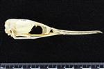 Red-Faced Cormorant (Cranium (Axial) - Right)
