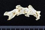 Red-Faced Cormorant (Cervical Vertebrae 3 (Axial) - Right)